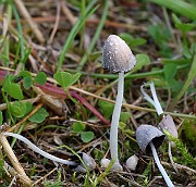 IMG_0557