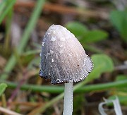 IMG_0557b