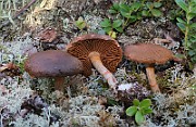 IMG_1440