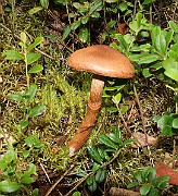 IMG_1577