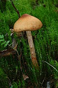IMG_9215