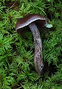 IMG_7871