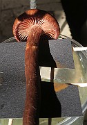 IMG_x0429