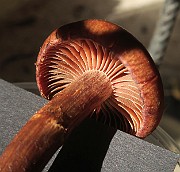 IMG_x0430