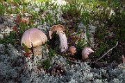IMG_0610