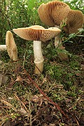 IMG_0622