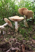 IMG_0623