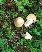 IMG_2029