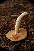 IMG_2723