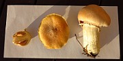 IMG_2819