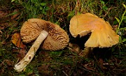 IMG_5945