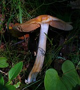 IMG_5948