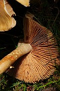 IMG_5949