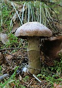 IMG_9914