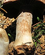 IMG_9917