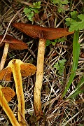 IMG_1033
