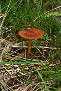 IMG_1040