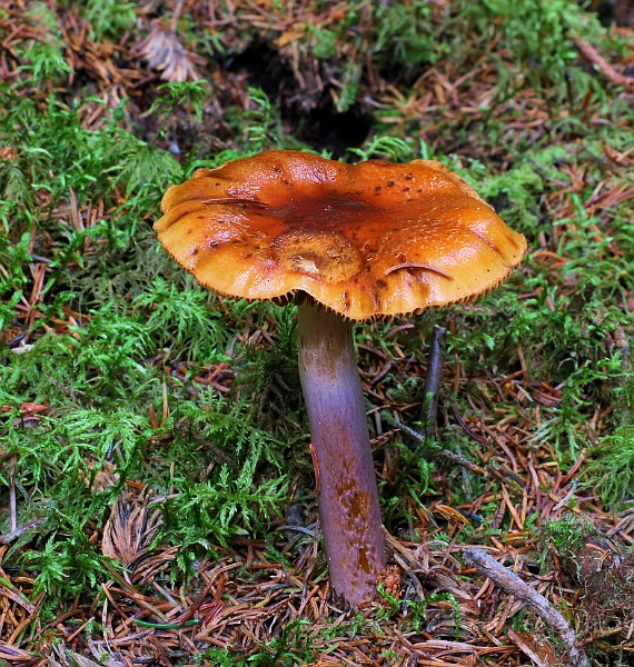 IMG_6250.JPG