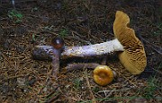 IMG_6211