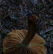 IMG_6214