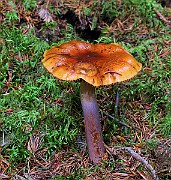 IMG_6250