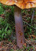IMG_6251