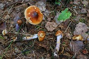IMG_9263