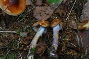 IMG_9267