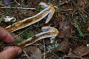 IMG_9271