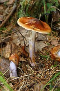 IMG_9272