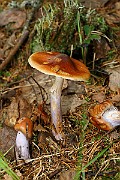 IMG_9274