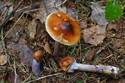 IMG_9278