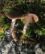 IMG_0348