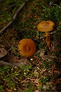 IMG_9371