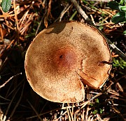 IMG_0865