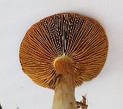 IMG_2855