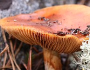 IMG_3818
