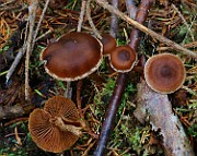 IMG_6174