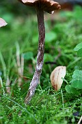 IMG_2299