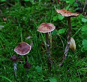 IMG_2306