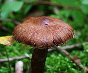 IMG_2136