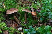 IMG_2161