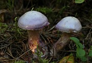 IMG_1912
