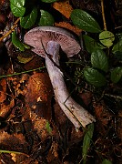 IMG_5974