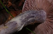 IMG_5976