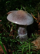 IMG_6092