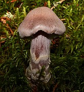 IMG_6095