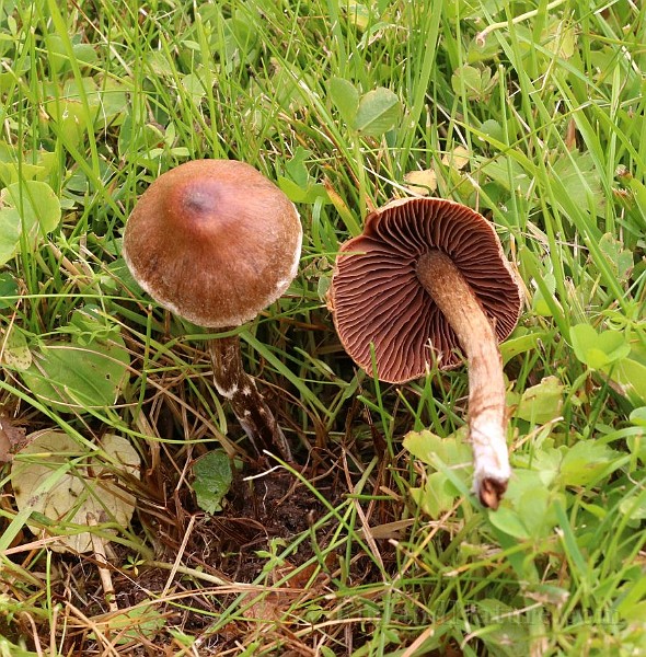 EntolomaBrown.jpg