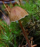 IMG_9236
