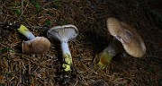 IMG_6243